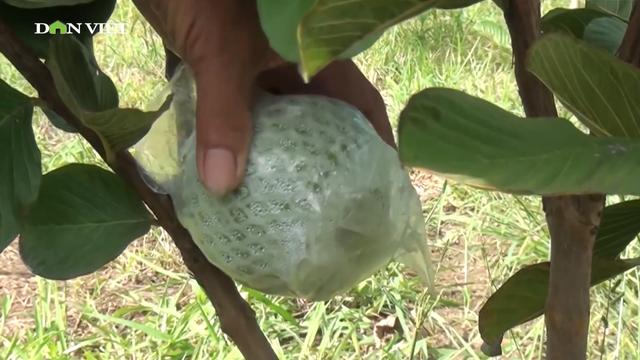Tiền Giang: Trái ổi rớt giá chạm đáy, nhiều nhà vườn bỏ hoang không thu hoạch