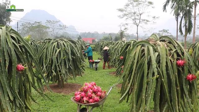 Chuyển đổi xanh ở Đồng Yên: Khi cây thanh long mở ra một hướng canh tác bền vững