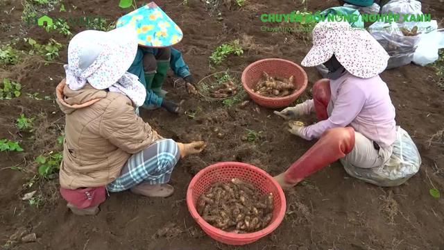 Trồng khoai từ theo hướng hữu cơ, nông dân xã Cồn Tiên, tỉnh Quảng Trị bán hút khách