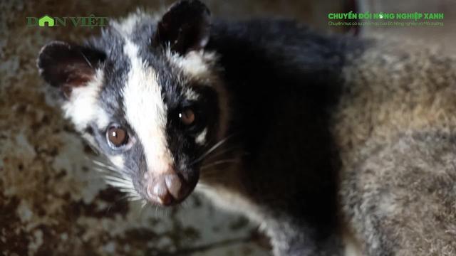 Chuyển đổi xanh từ vùng đất khó: Câu chuyện nuôi chồn hương ở Quảng Trị