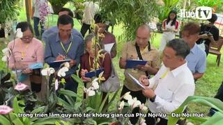 Dàn lan quý hiếm với số lượng kỷ lục khoe sắc tại Hoàng cung, TP Huế nhiều giống hiếm có, khó tìm